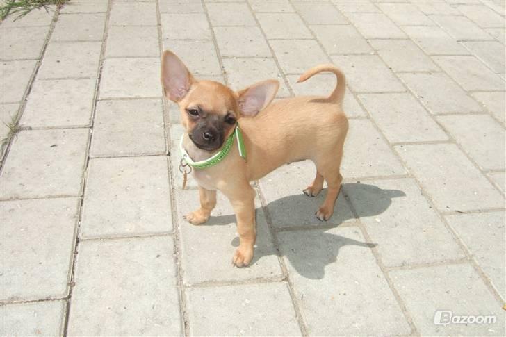 Chihuahua Rødebro's Zambo billede 5