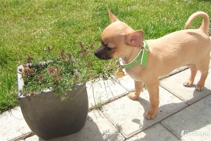 Chihuahua Rødebro's Zambo billede 7