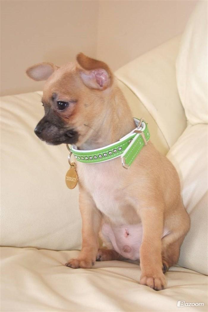 Chihuahua Rødebro's Zambo billede 3