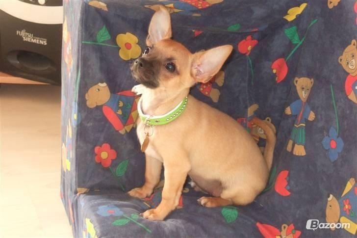 Chihuahua Rødebro's Zambo billede 8