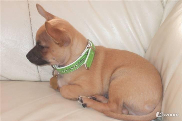 Chihuahua Rødebro's Zambo billede 6