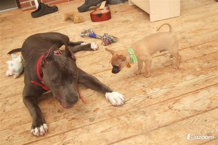 Chihuahua Rødebro's Zambo billede 9