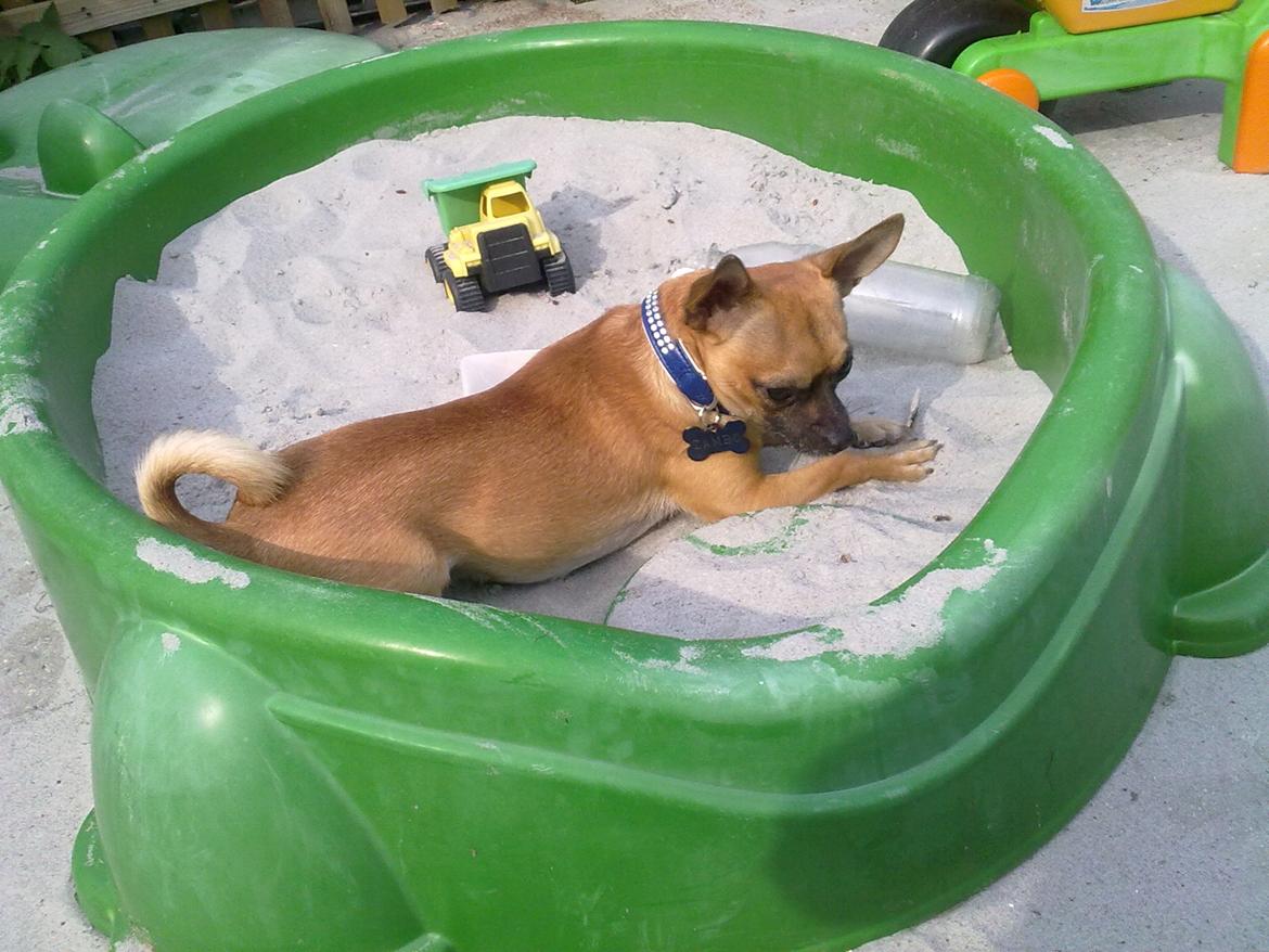 Chihuahua Rødebro's Zambo billede 10