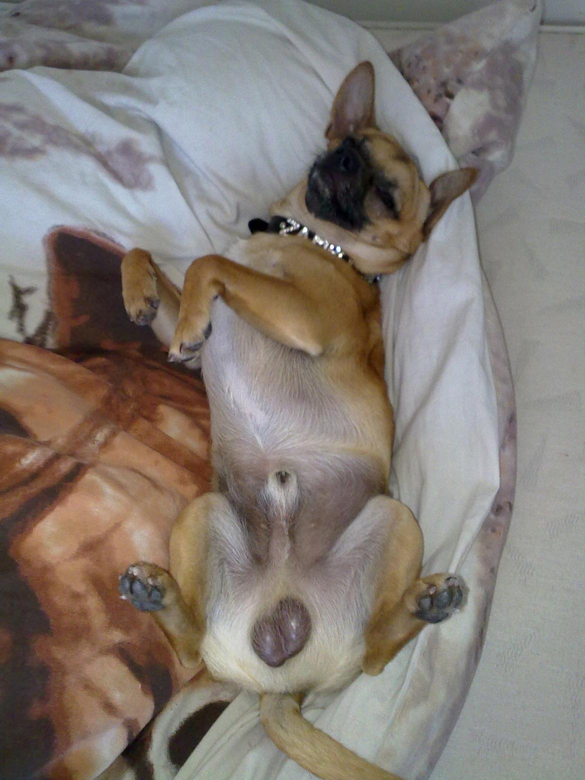 Chihuahua Rødebro's Zambo billede 12