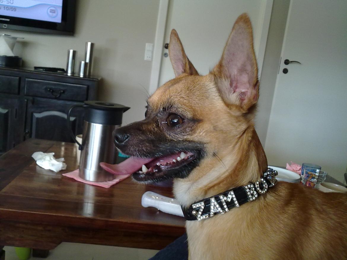 Chihuahua Rødebro's Zambo billede 11