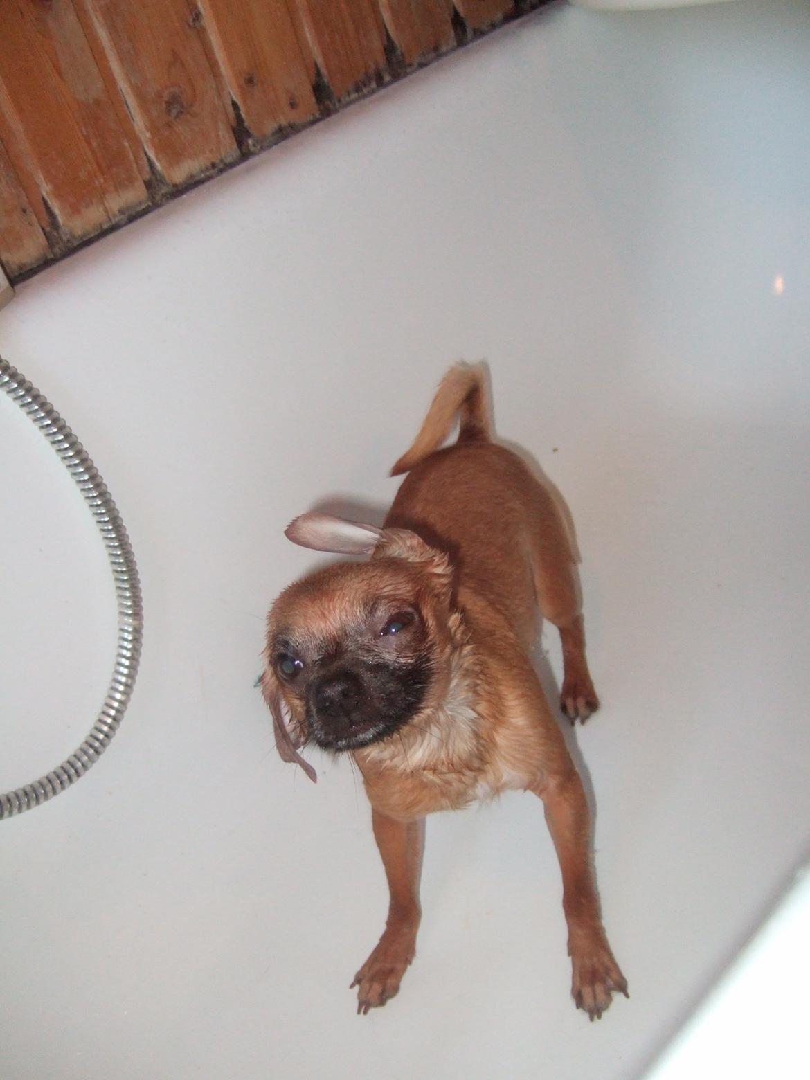 Chihuahua Rødebro's Zambo billede 14