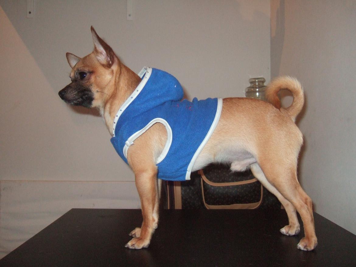 Chihuahua Rødebro's Zambo billede 15