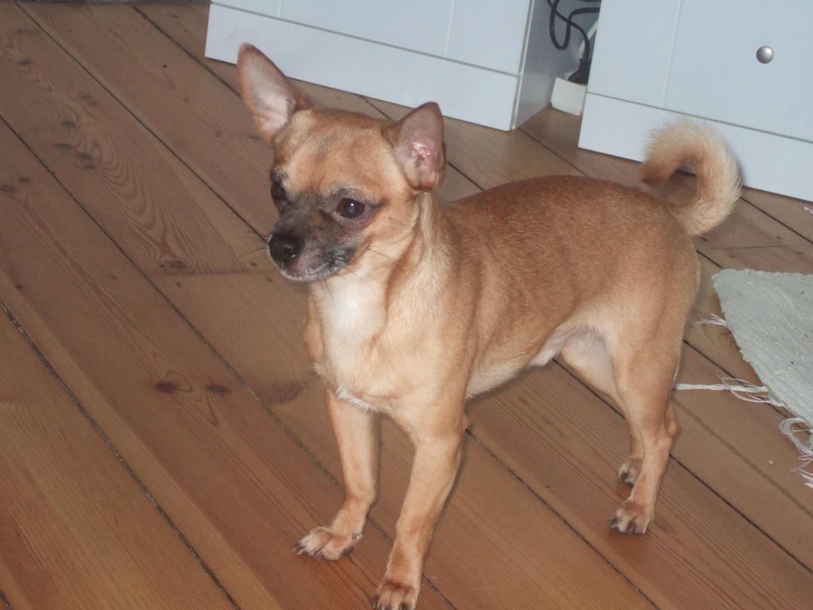Chihuahua Rødebro's Zambo billede 13