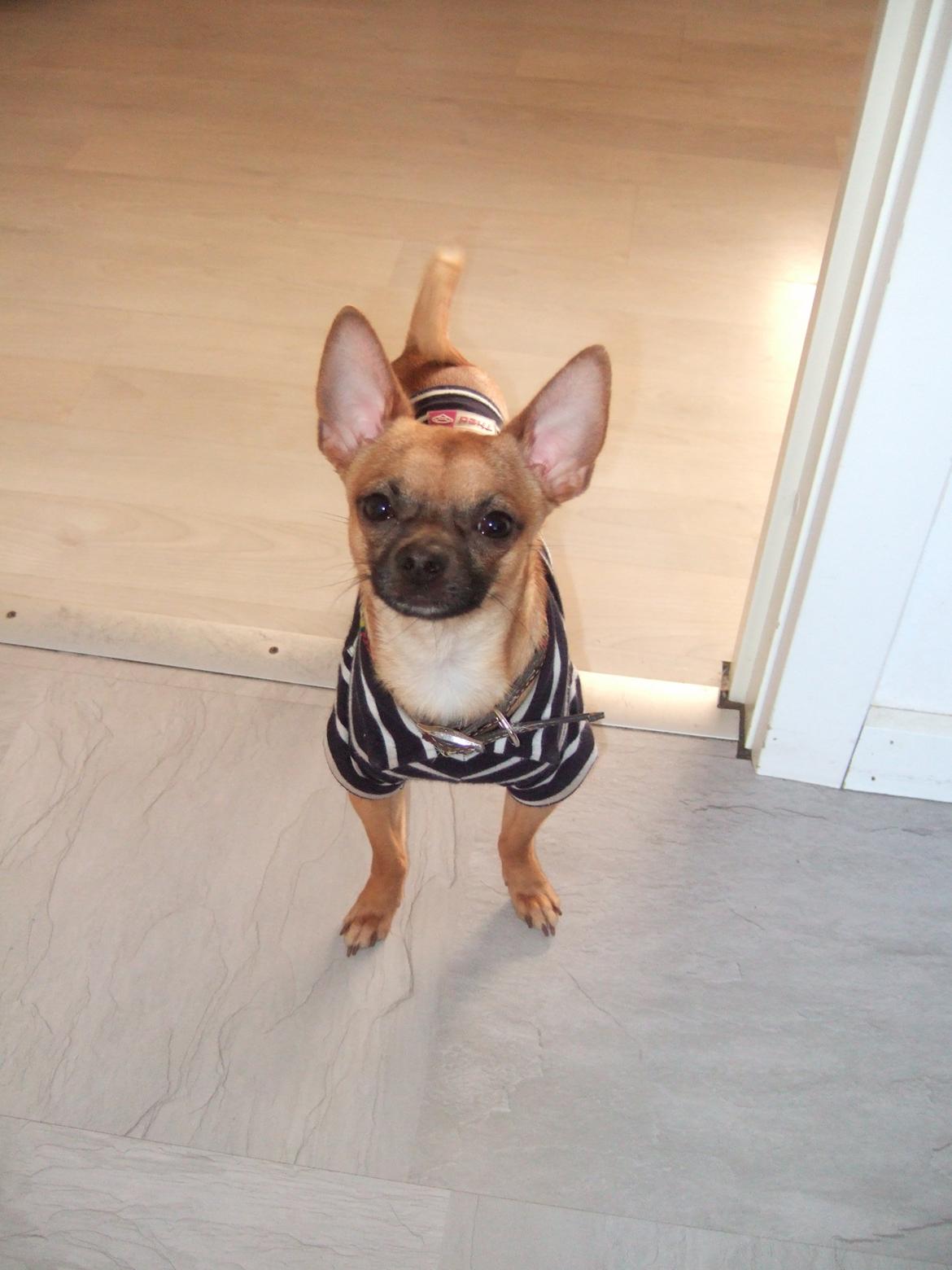 Chihuahua Rødebro's Zambo billede 17