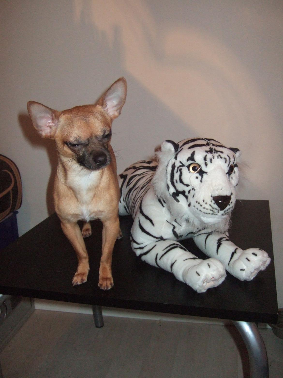 Chihuahua Rødebro's Zambo billede 16