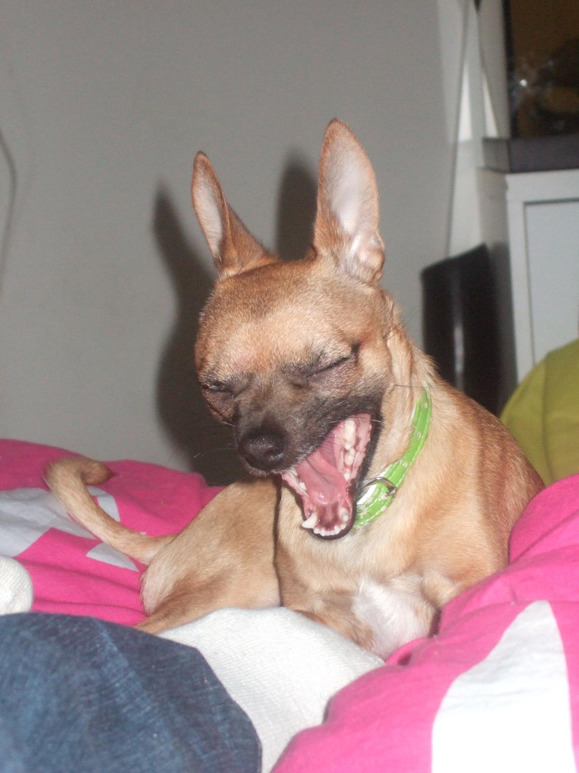 Chihuahua Rødebro's Zambo billede 21