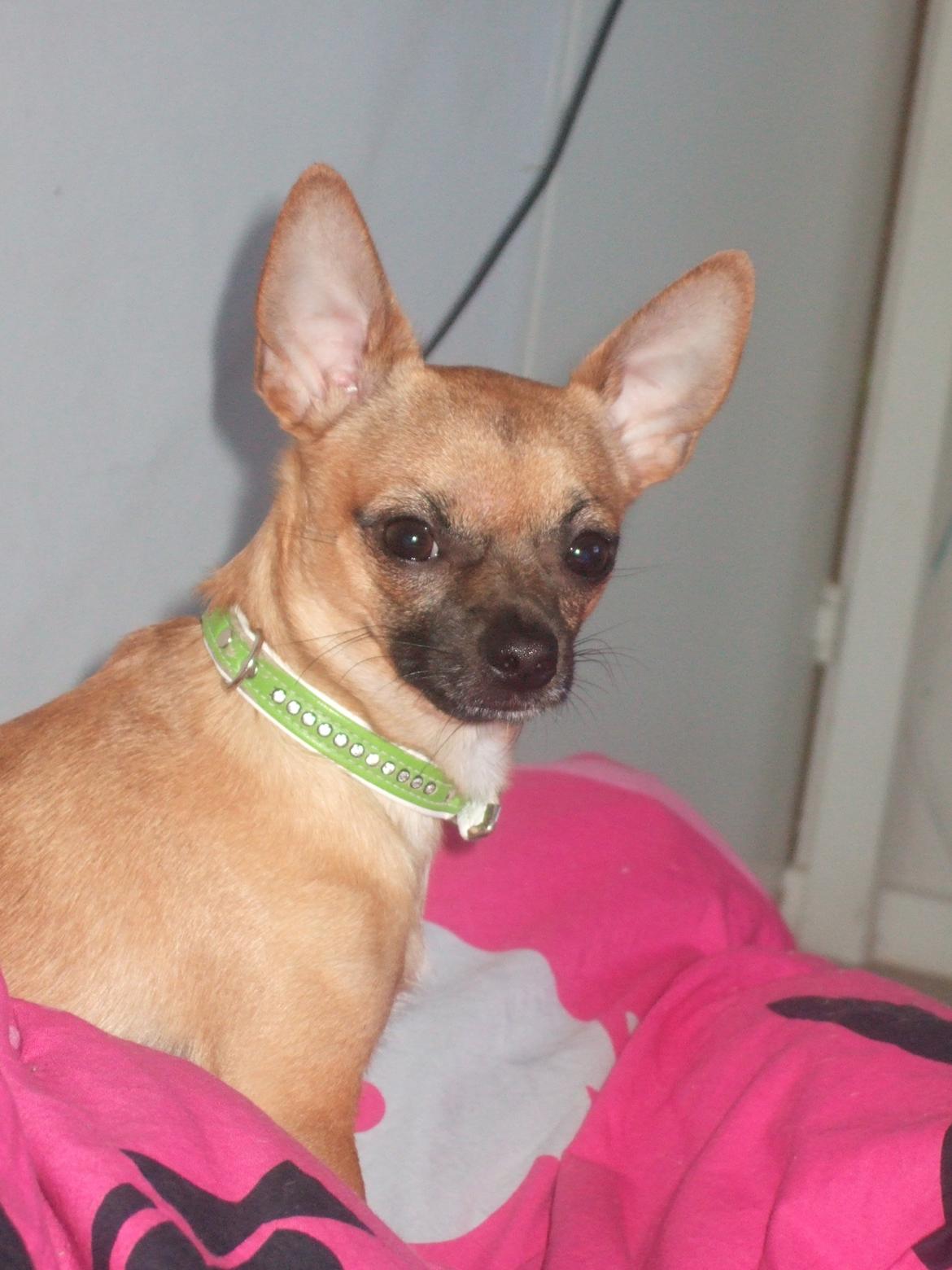 Chihuahua Rødebro's Zambo billede 20