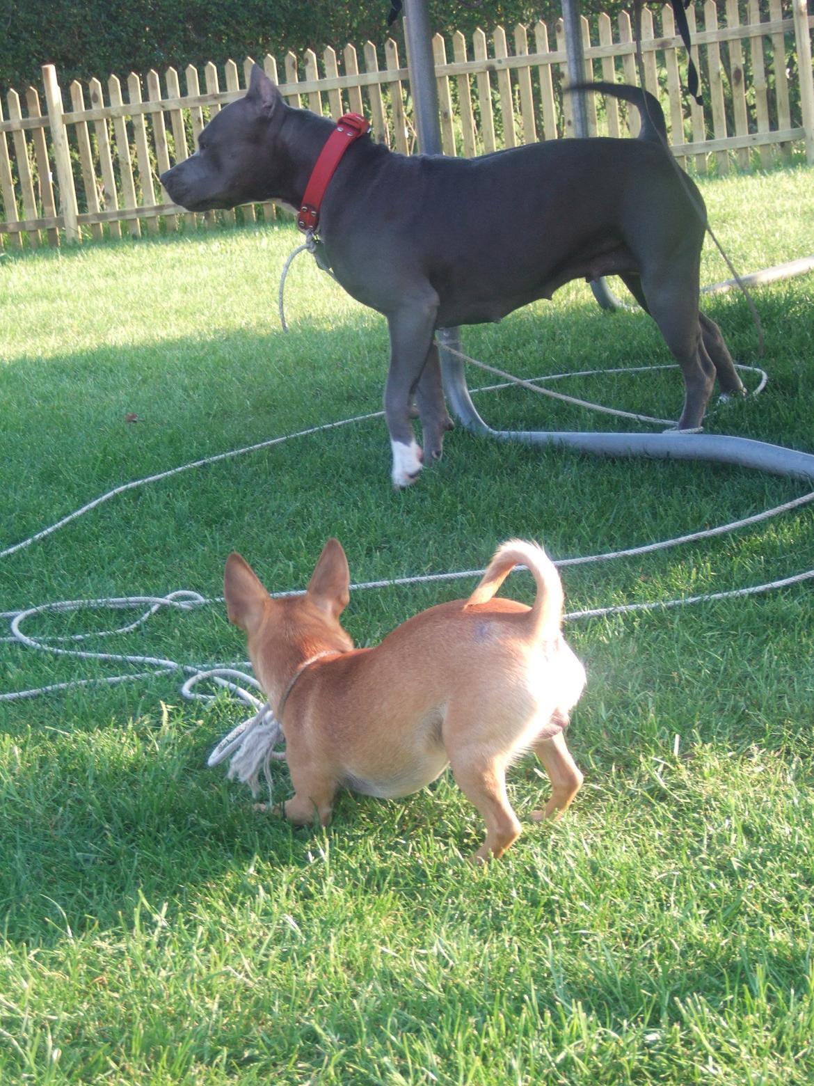 Chihuahua Rødebro's Zambo billede 23