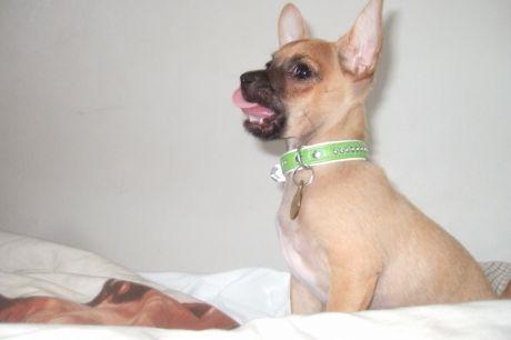 Chihuahua Rødebro's Zambo billede 4