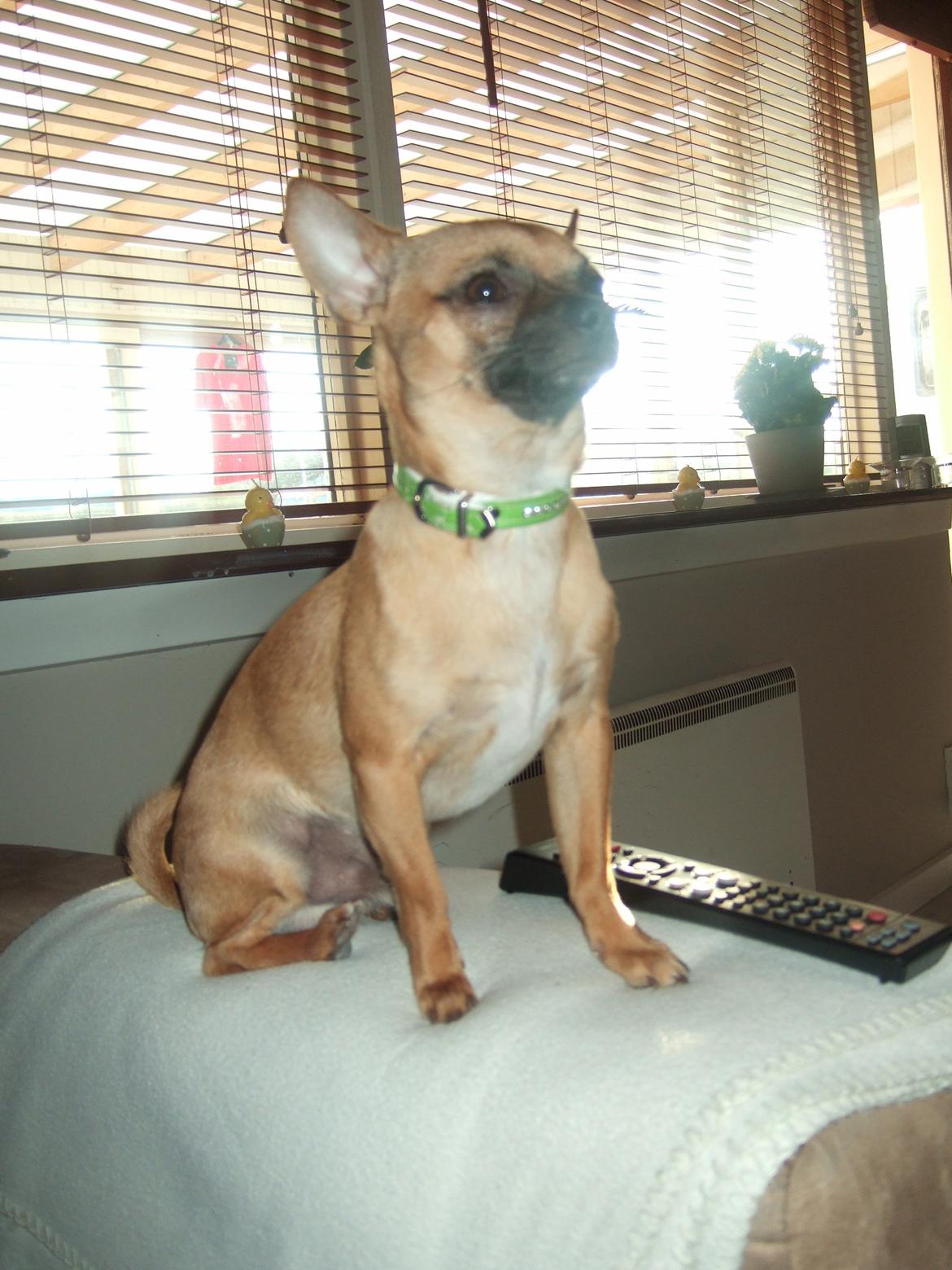 Chihuahua Rødebro's Zambo billede 22