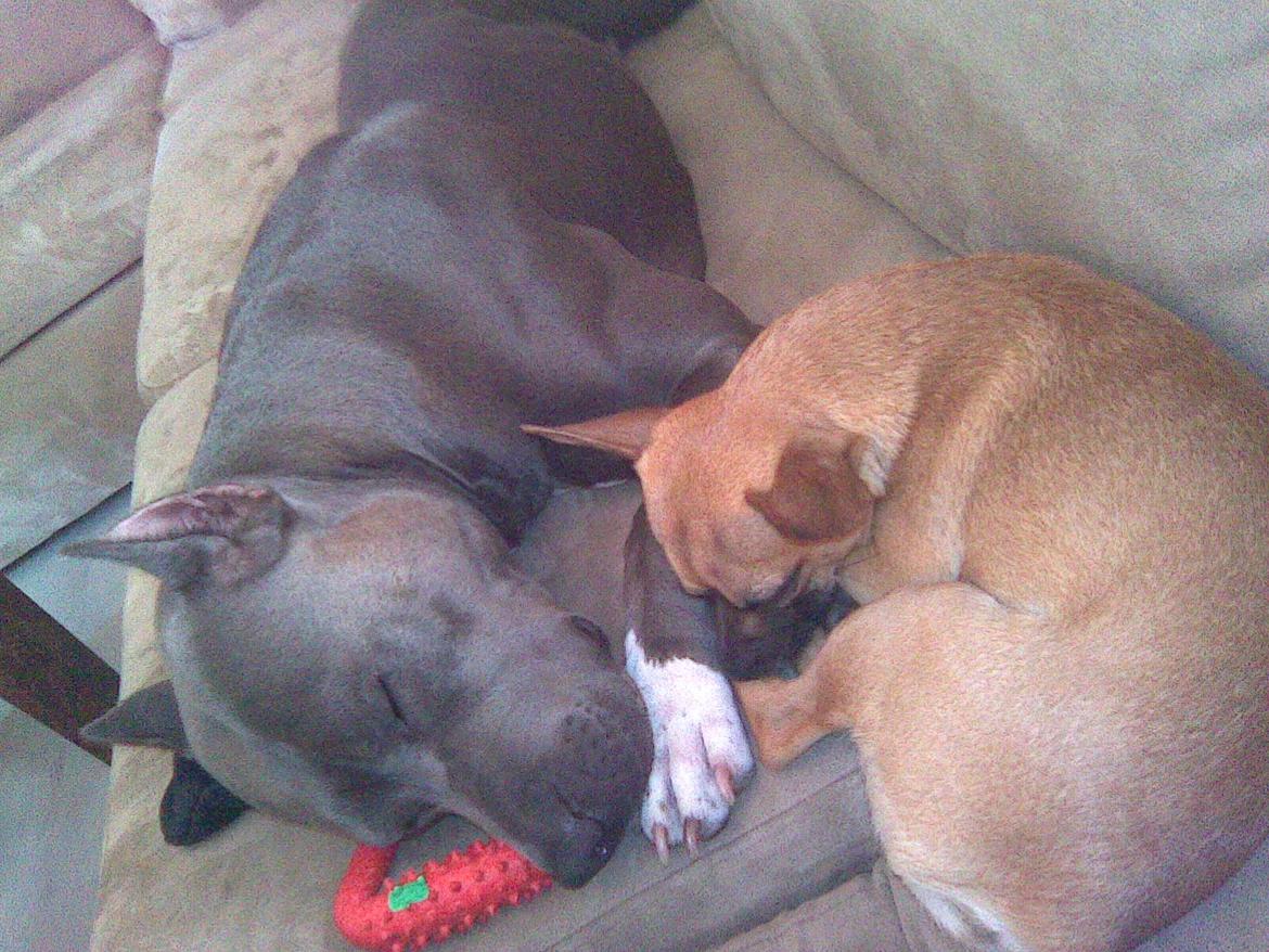 Chihuahua Rødebro's Zambo billede 24