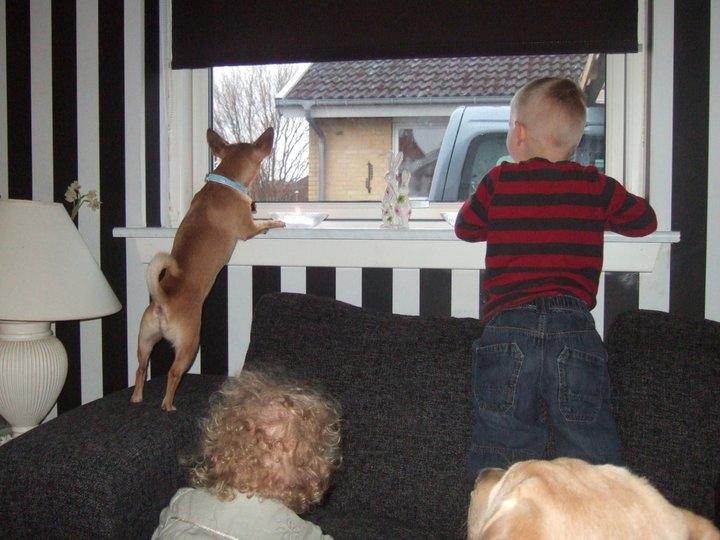 Chihuahua Rødebro's Zambo billede 18