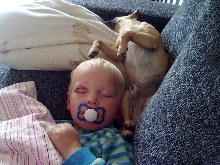 Chihuahua Rødebro's Zambo billede 19