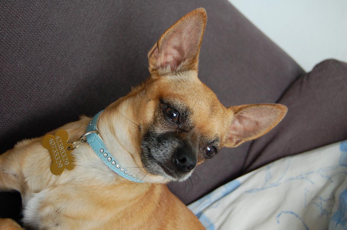 Chihuahua Rødebro's Zambo billede 25