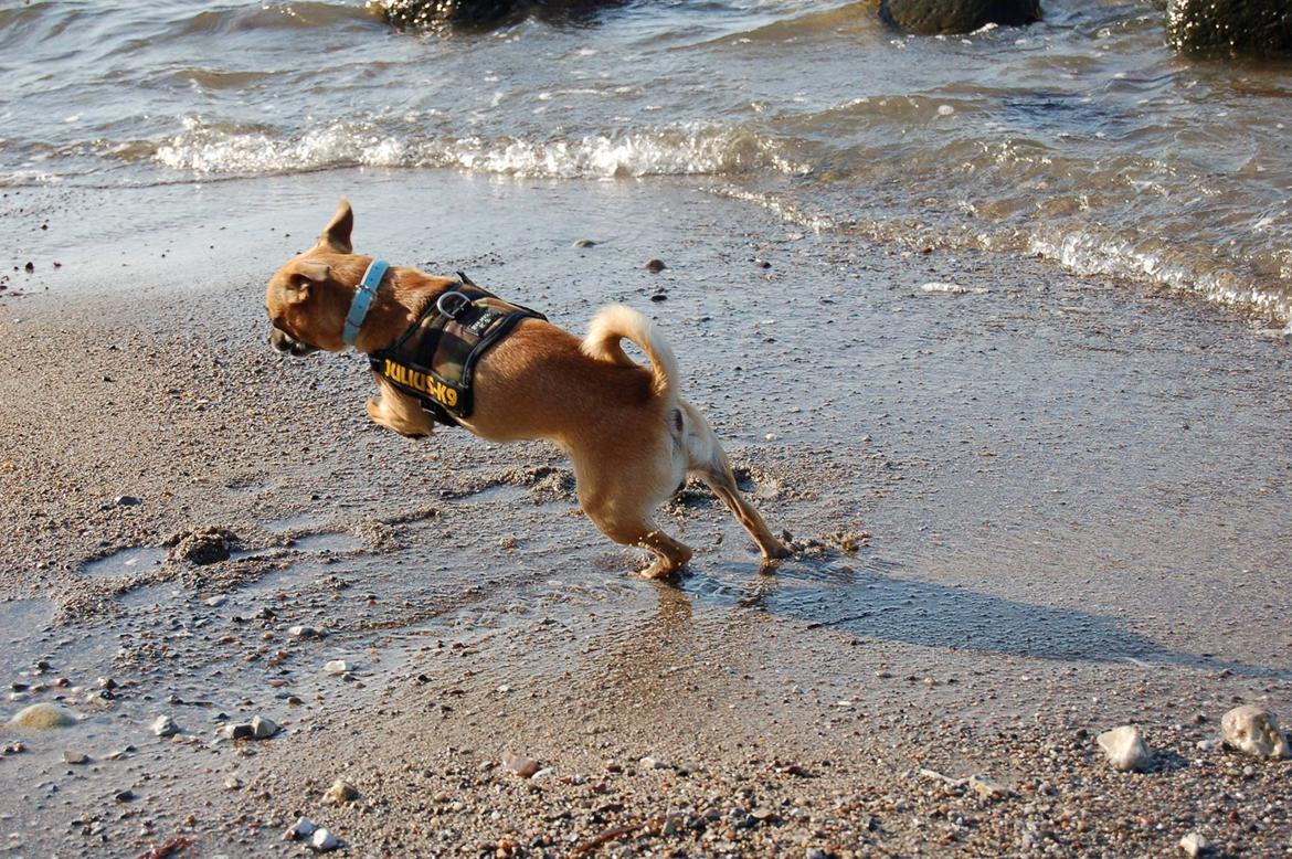 Chihuahua Rødebro's Zambo billede 27