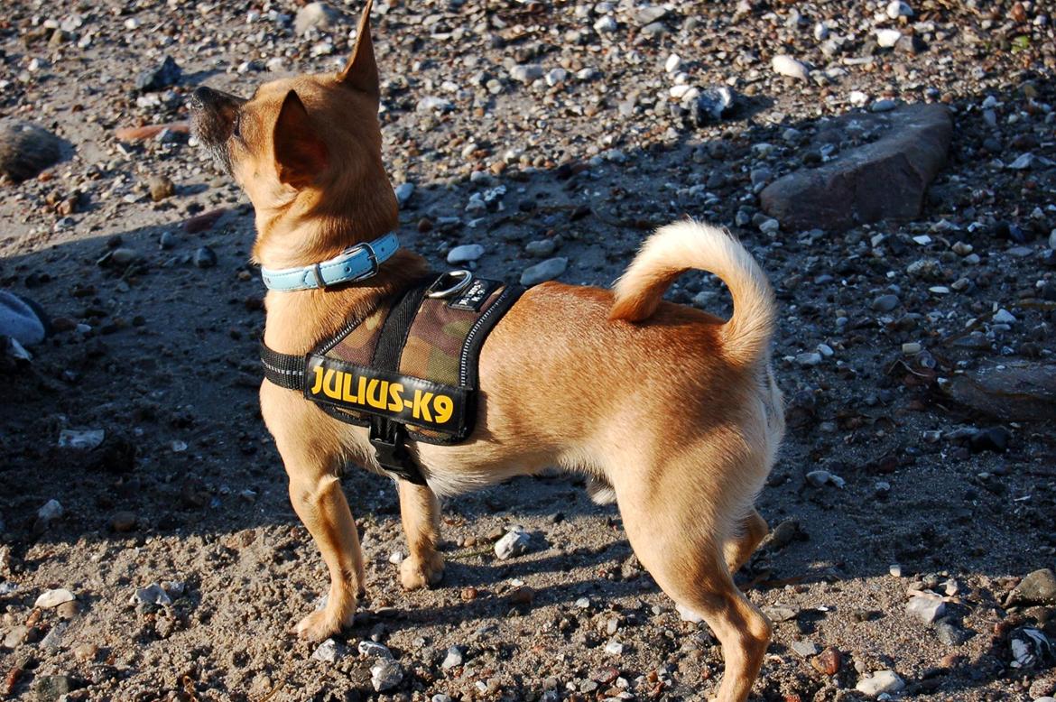 Chihuahua Rødebro's Zambo billede 26