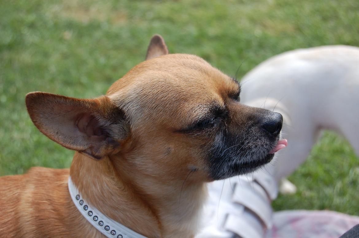 Chihuahua Rødebro's Zambo billede 28