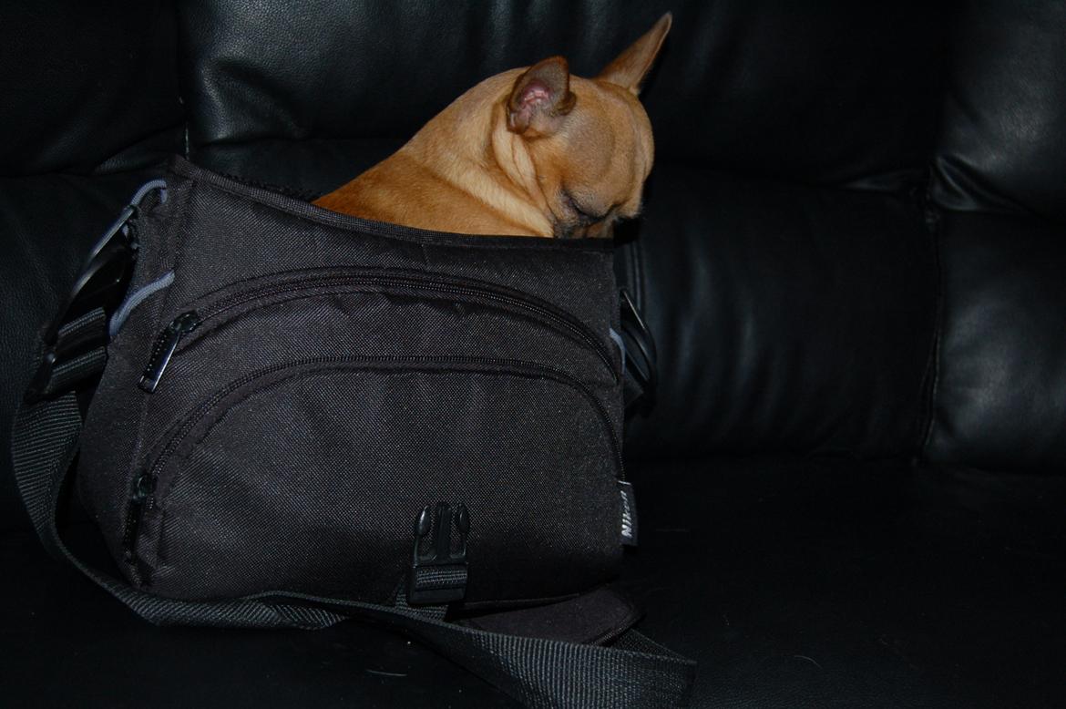 Chihuahua Rødebro's Zambo billede 30