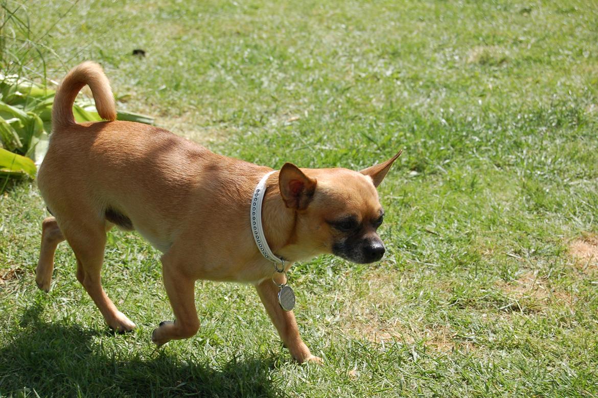 Chihuahua Rødebro's Zambo billede 29