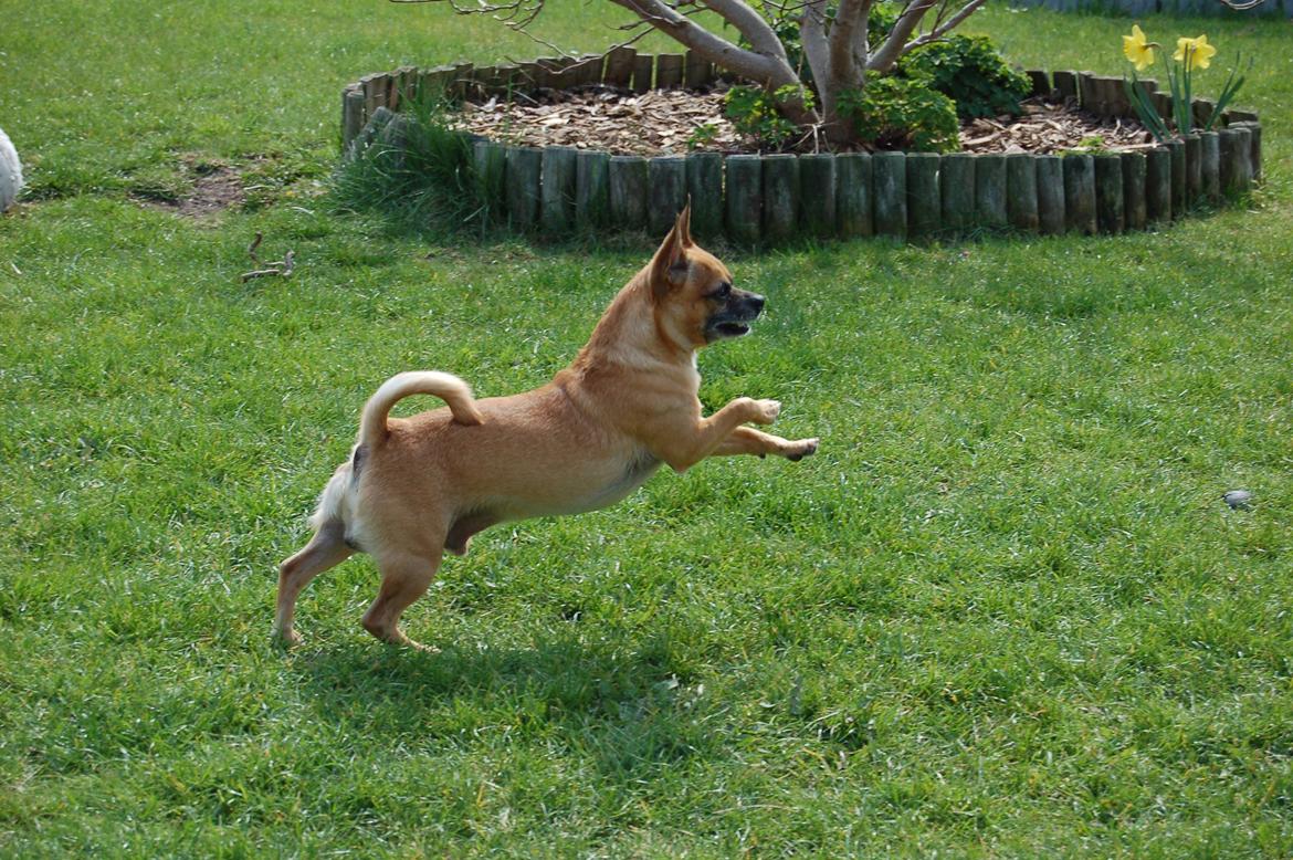 Chihuahua Rødebro's Zambo billede 32