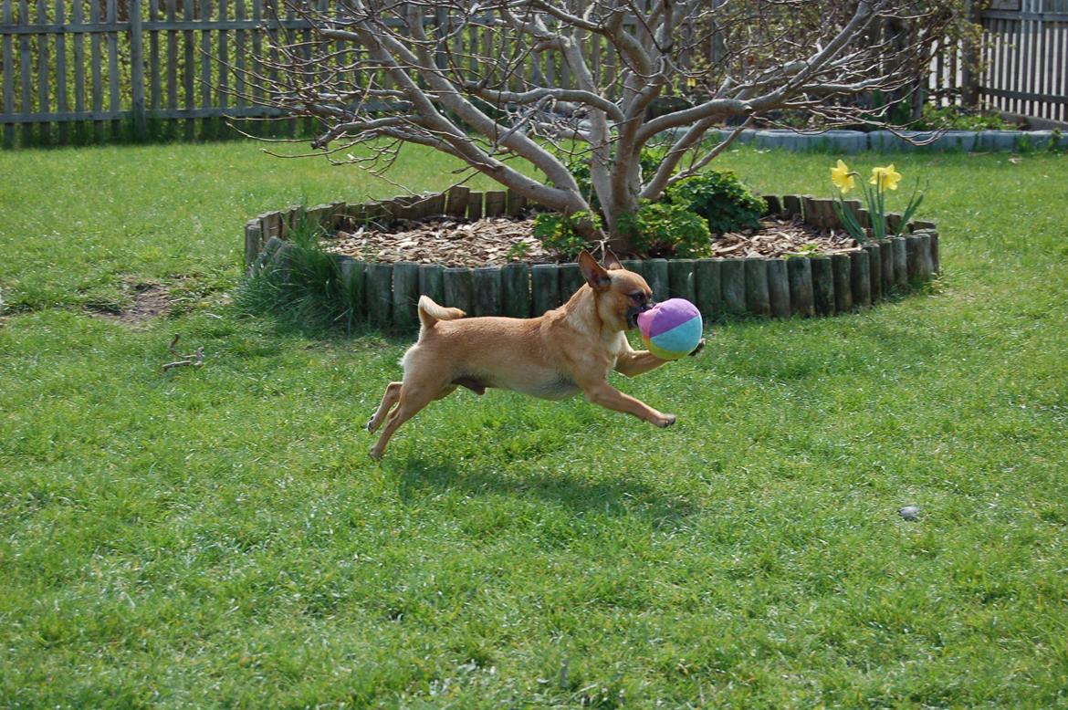 Chihuahua Rødebro's Zambo billede 33