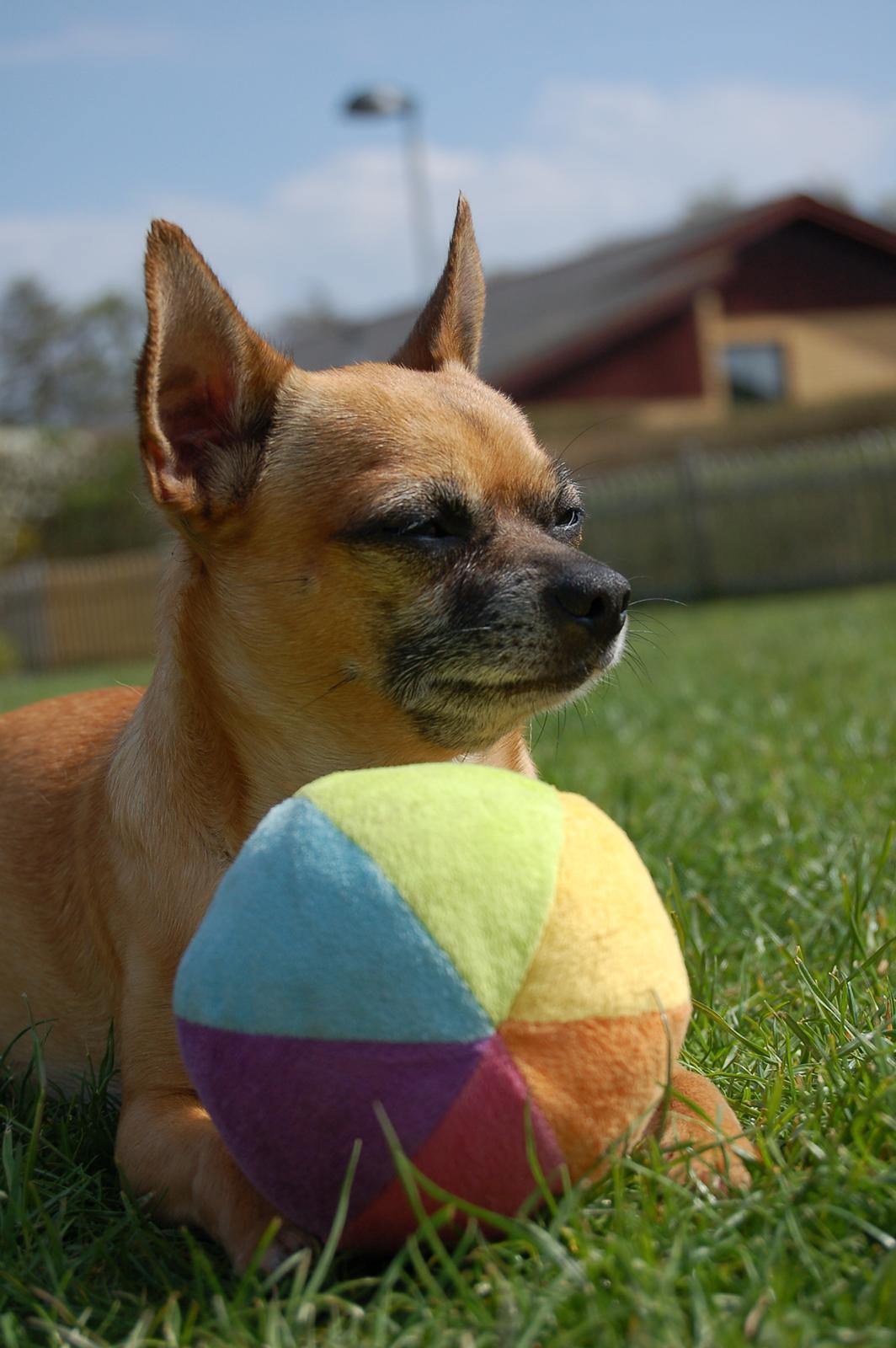 Chihuahua Rødebro's Zambo billede 35