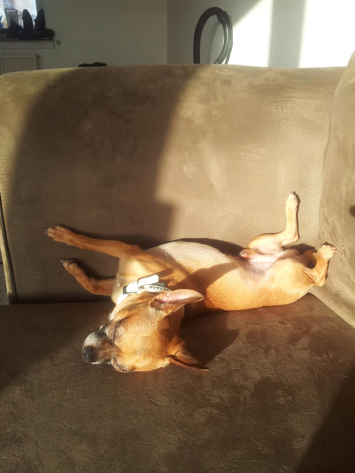 Chihuahua Rødebro's Zambo billede 31