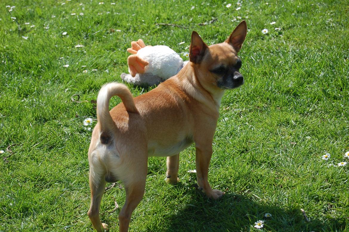 Chihuahua Rødebro's Zambo billede 34