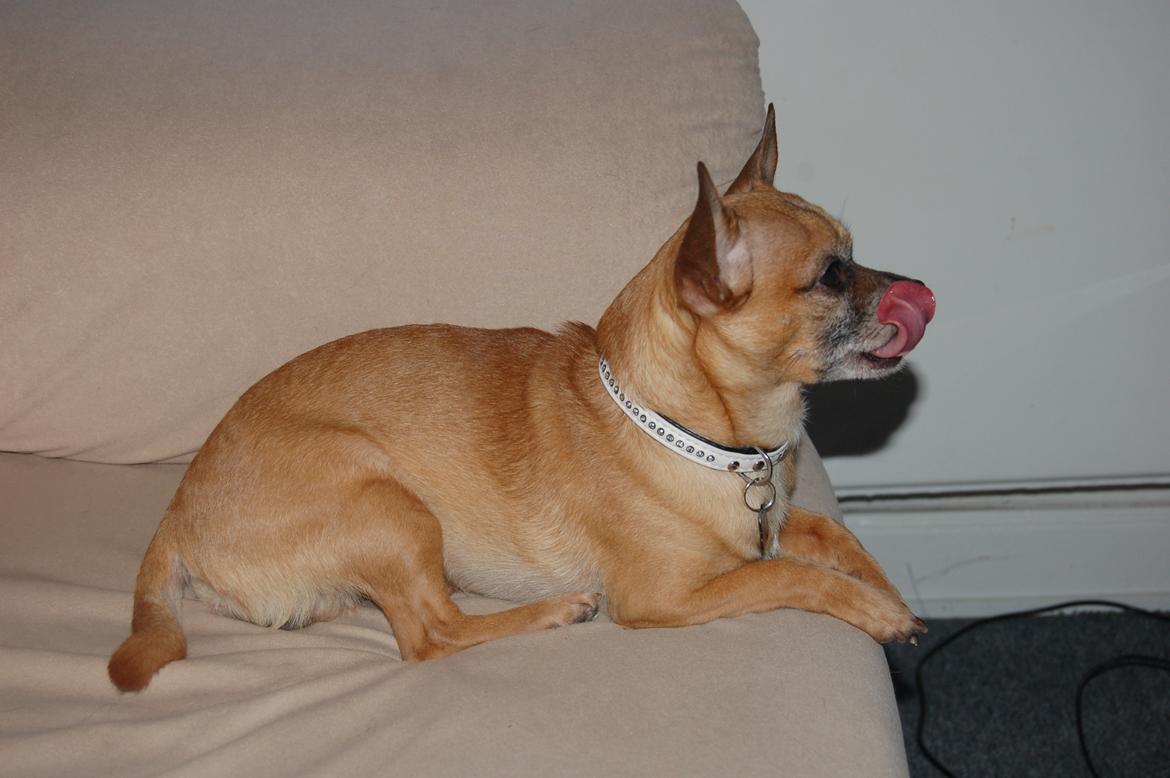 Chihuahua Rødebro's Zambo billede 37