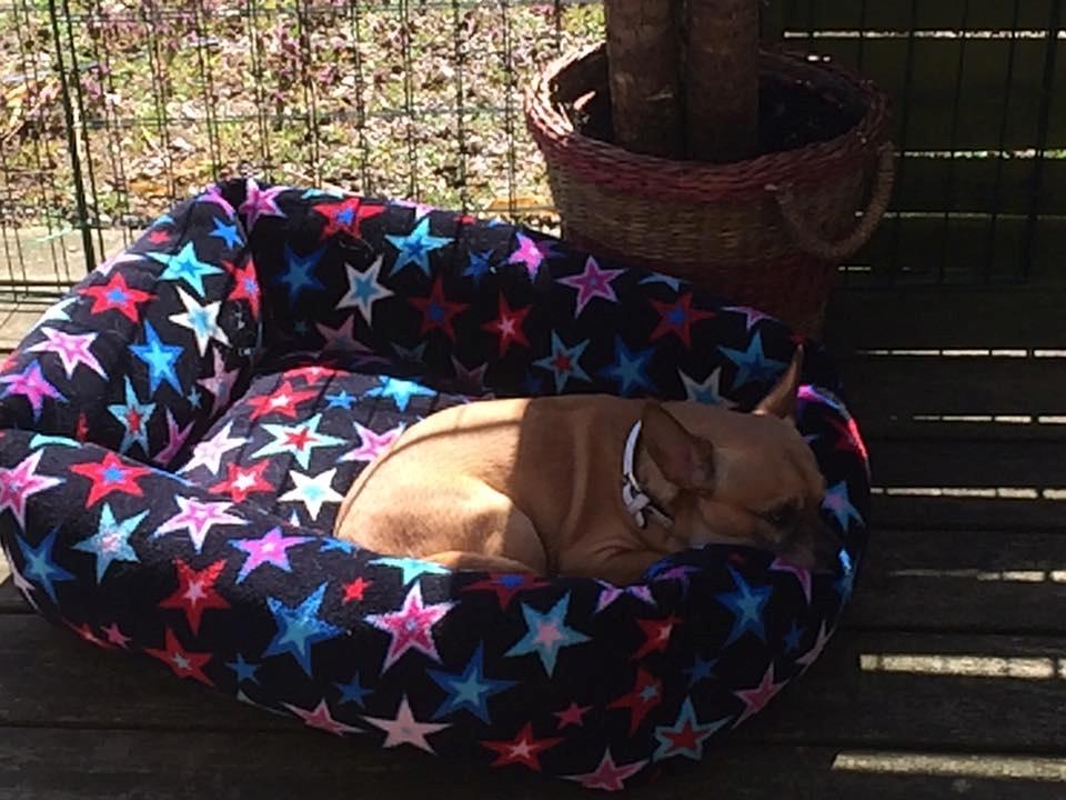 Chihuahua Rødebro's Zambo billede 36