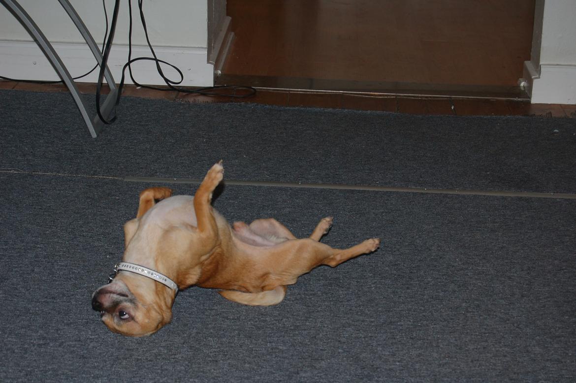 Chihuahua Rødebro's Zambo billede 39