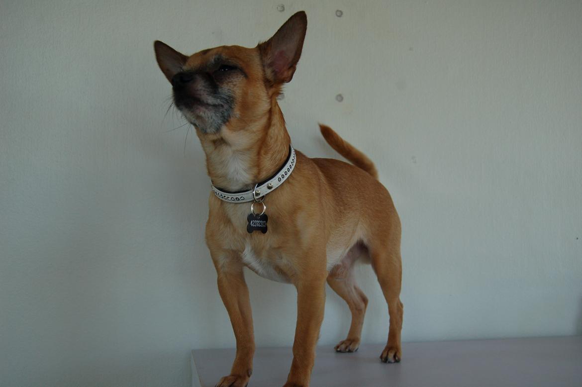 Chihuahua Rødebro's Zambo billede 40