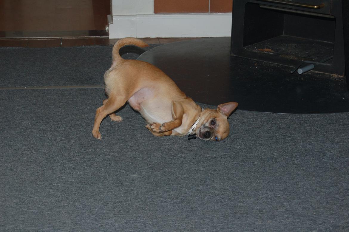 Chihuahua Rødebro's Zambo billede 38