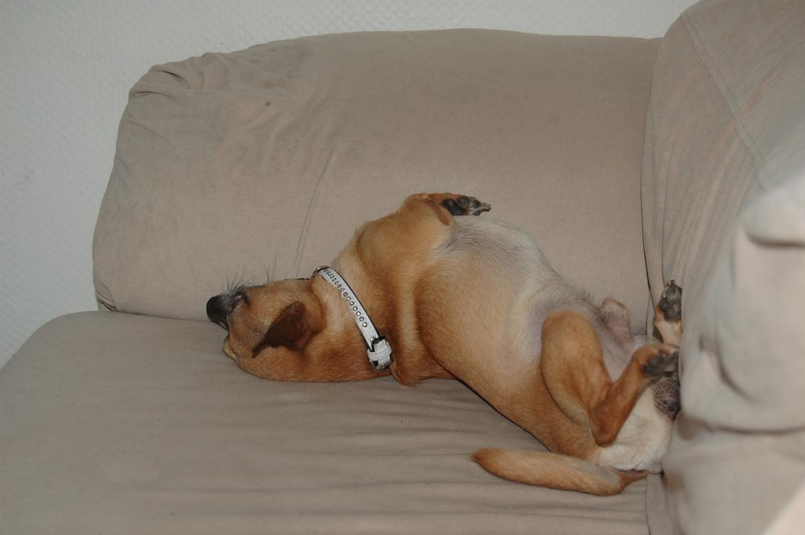 Chihuahua Rødebro's Zambo billede 42