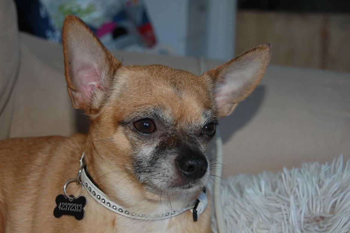 Chihuahua Rødebro's Zambo billede 43