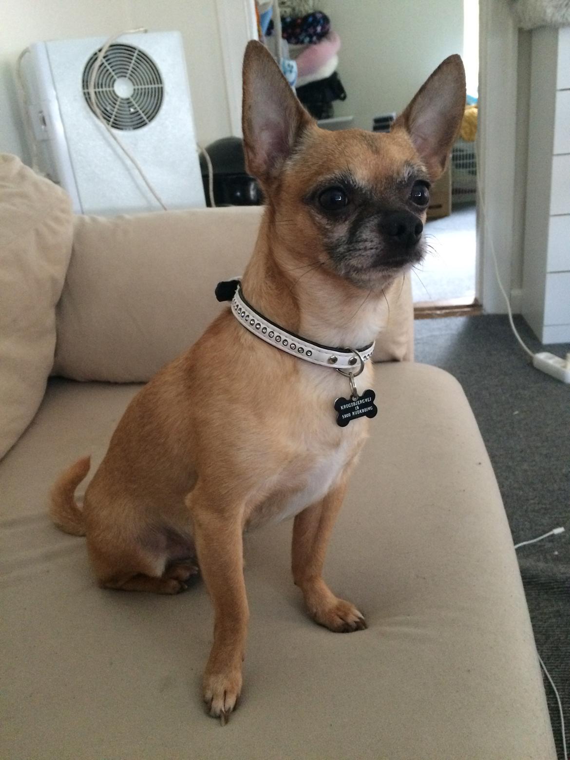 Chihuahua Rødebro's Zambo billede 44