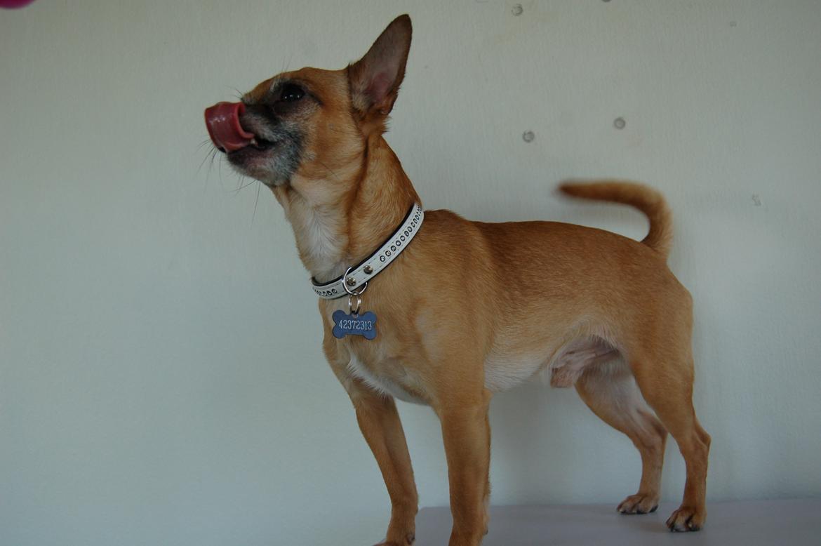 Chihuahua Rødebro's Zambo billede 41