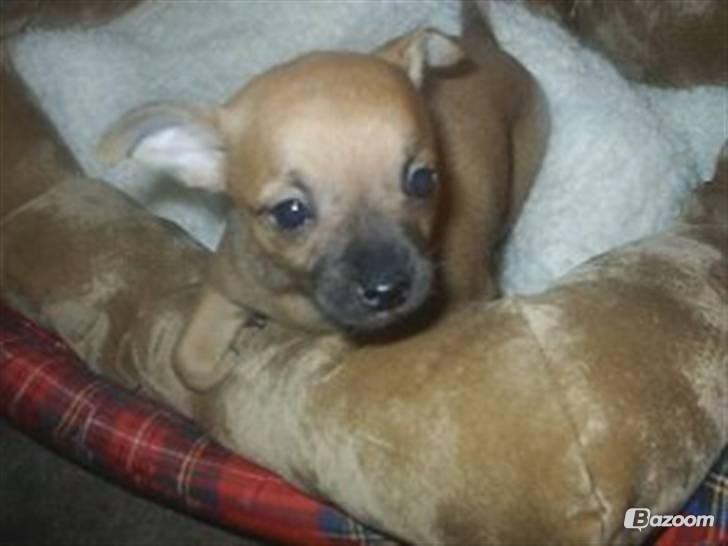 Chihuahua Rødebro's Zambo billede 1