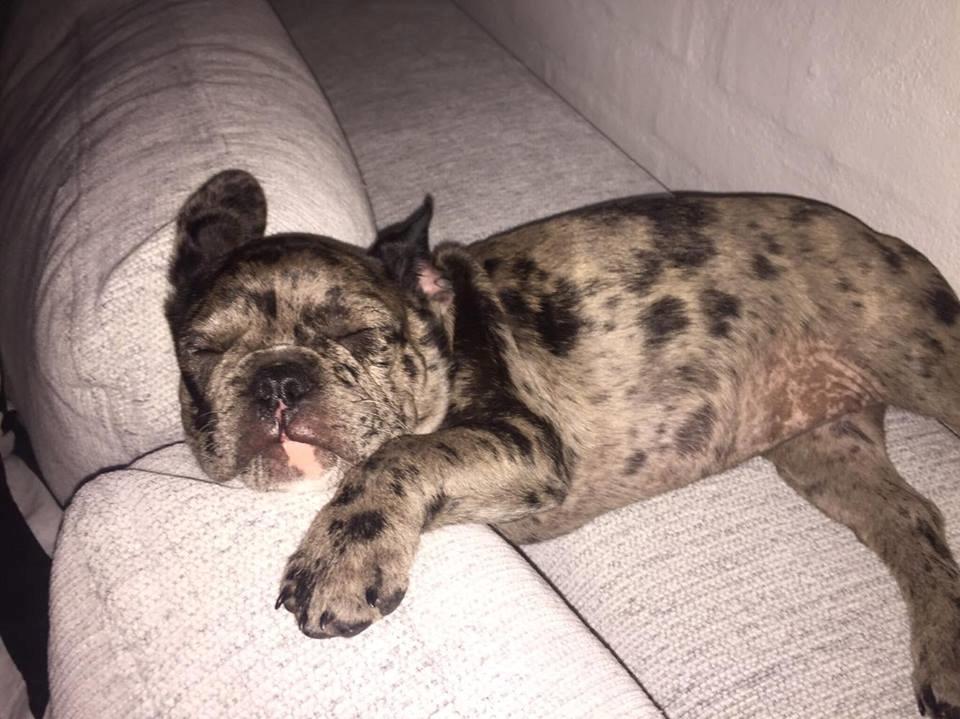 Fransk bulldog IDA billede 2