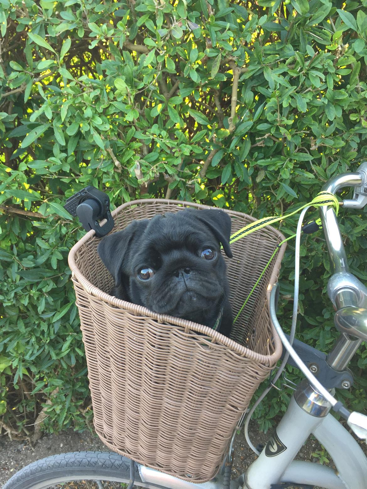 Mops Alvin  billede 7