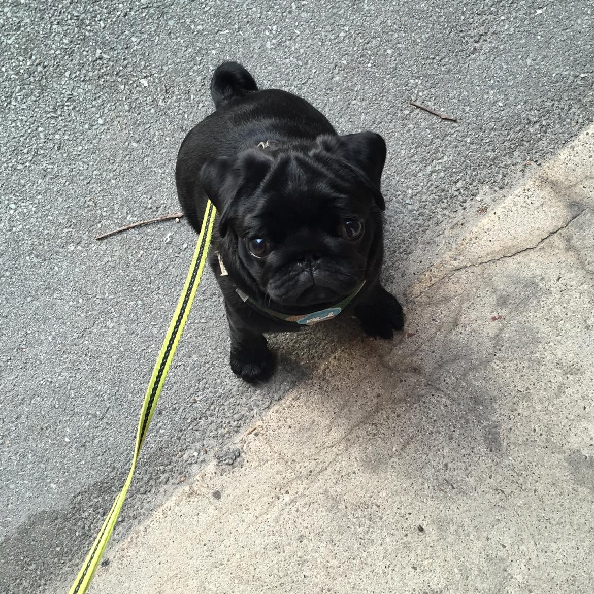 Mops Alvin  billede 8