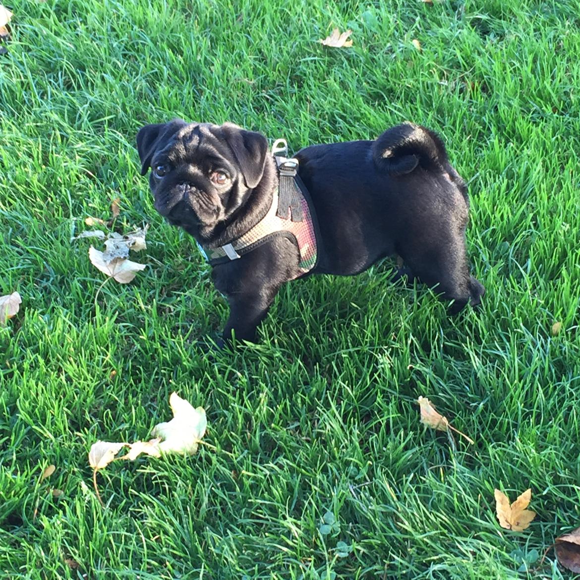 Mops Alvin  billede 10