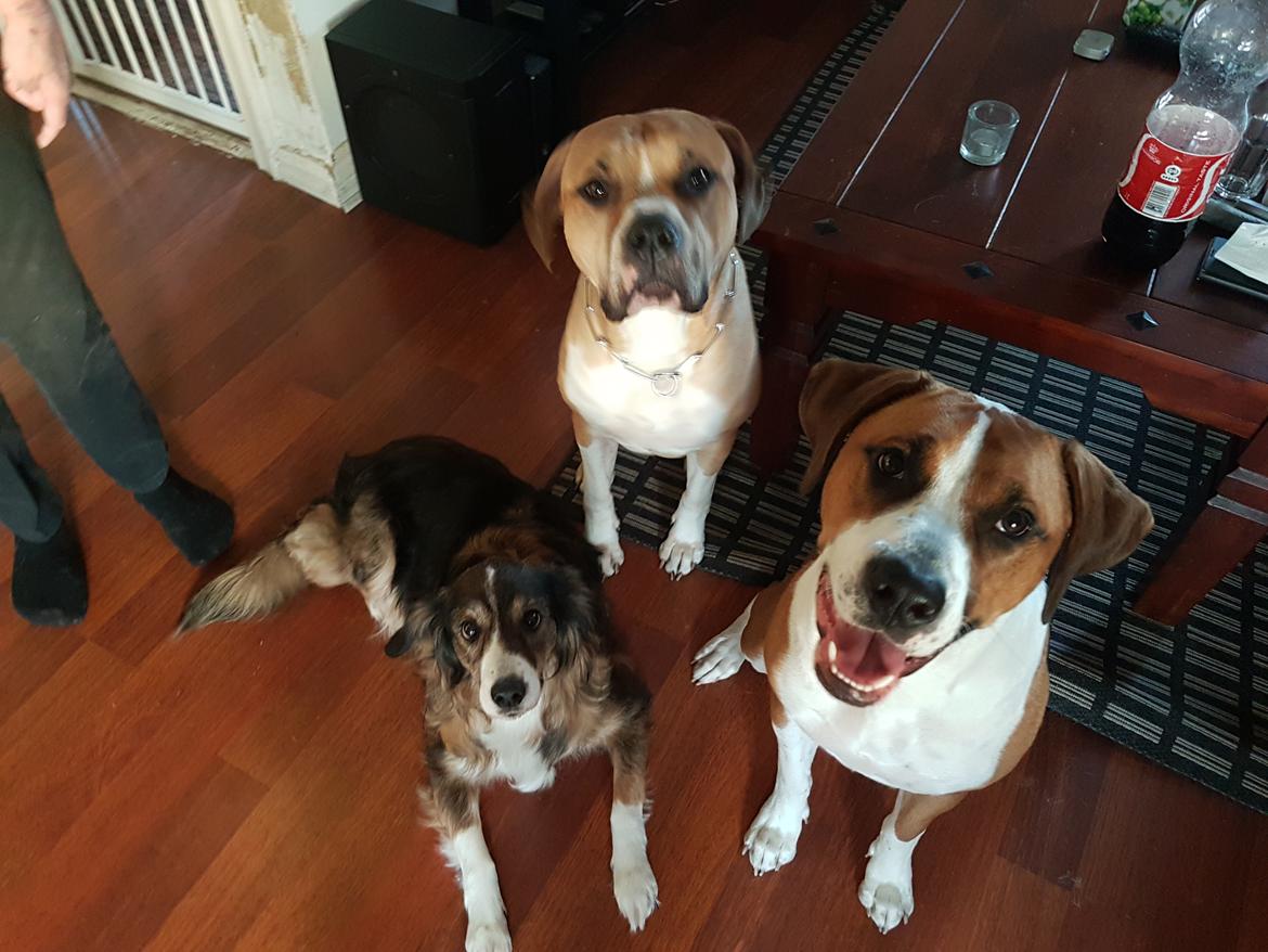 Blanding af racer Buthler billede 7