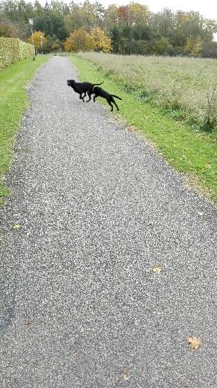 Blanding af racer Exotic billede 12