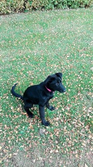 Blanding af racer Exotic billede 13